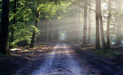 forêt chemin ombres