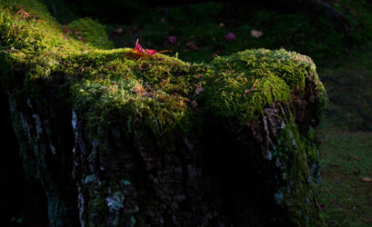 Saiho-ji (Temple des mousses) – Japon (2015) – Antoine Jeangeot